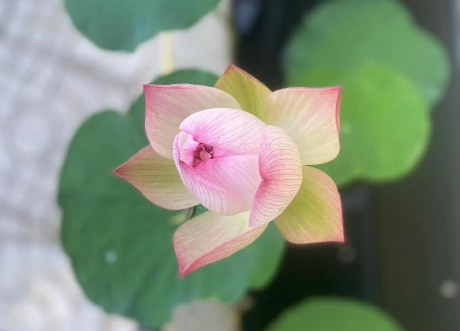 Lv Homestay Nha Trang Chata